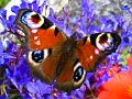 Peacock butterfly